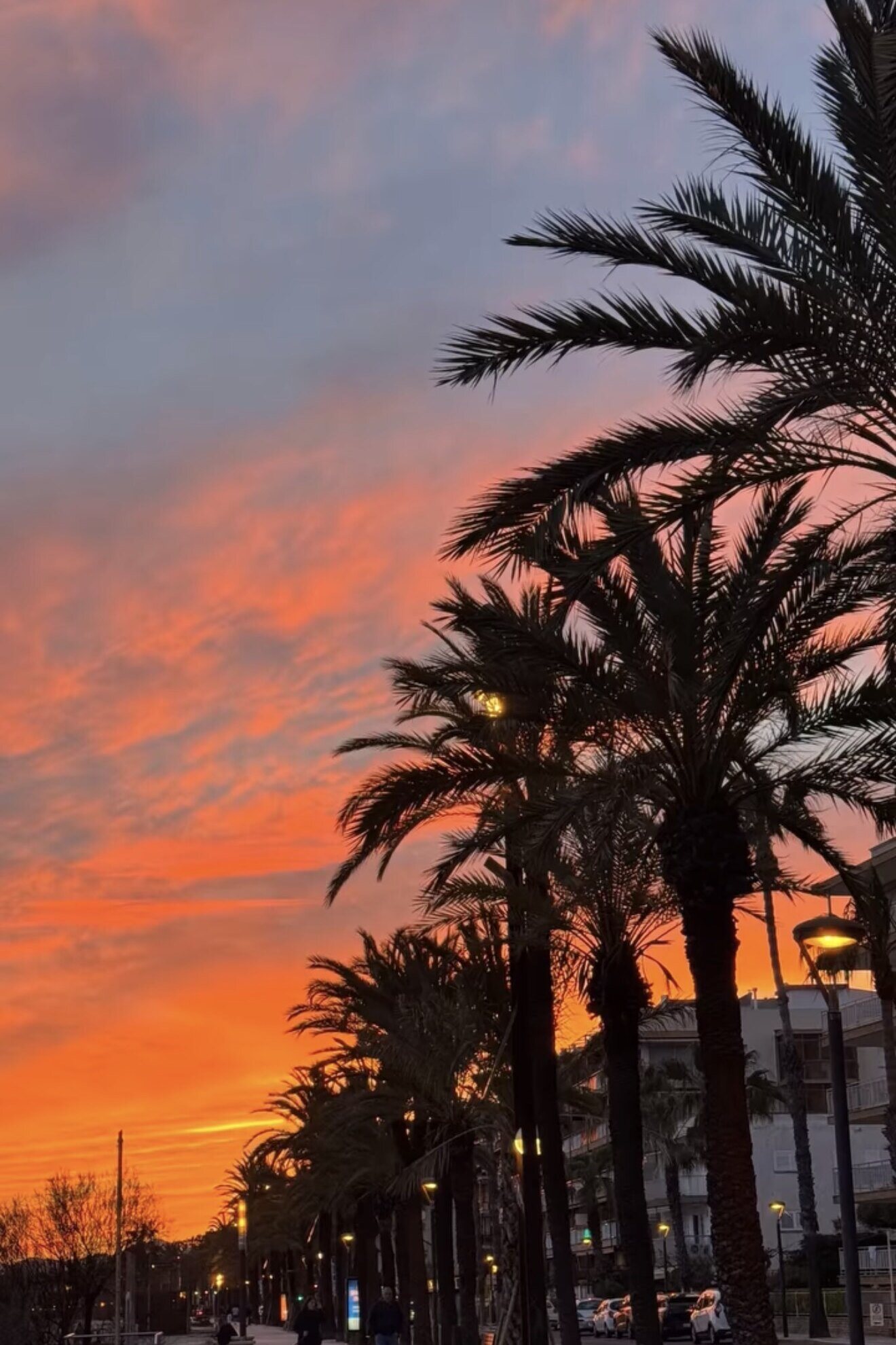 Atardecer sobre el paseo de palmeras, frente al restaurante
